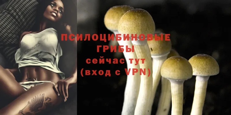 МЕГА как зайти  Александровск  Псилоцибиновые грибы Magic Shrooms 